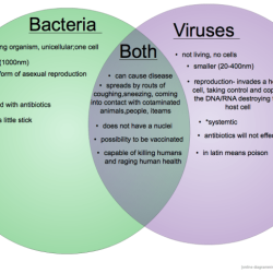 Bacteria and virus comparison worksheet