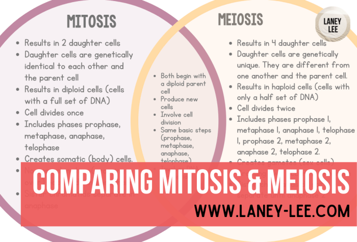 Meiosis and mitosis comparison chart