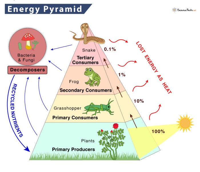 Energy pyramids tying it all together