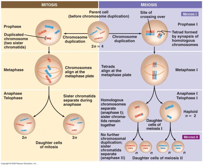 Meiosis and mitosis comparison chart