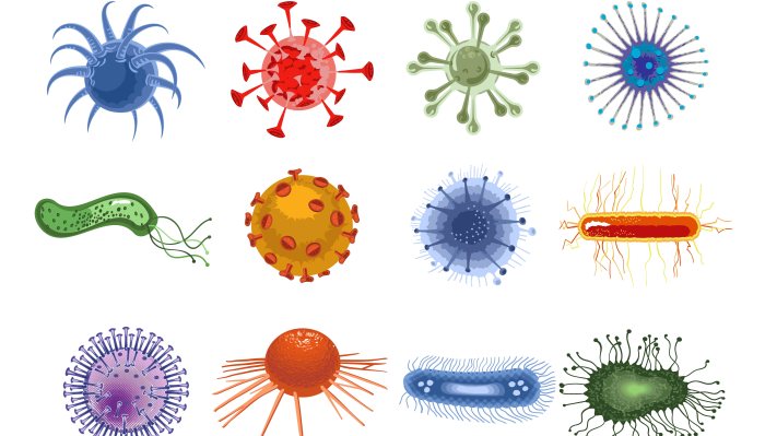 Bacteria and virus comparison worksheet