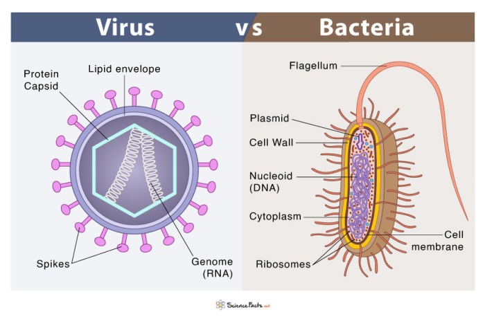 Bacteria and virus comparison worksheet