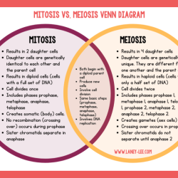 Mitosis meiosis chart comparison pdf