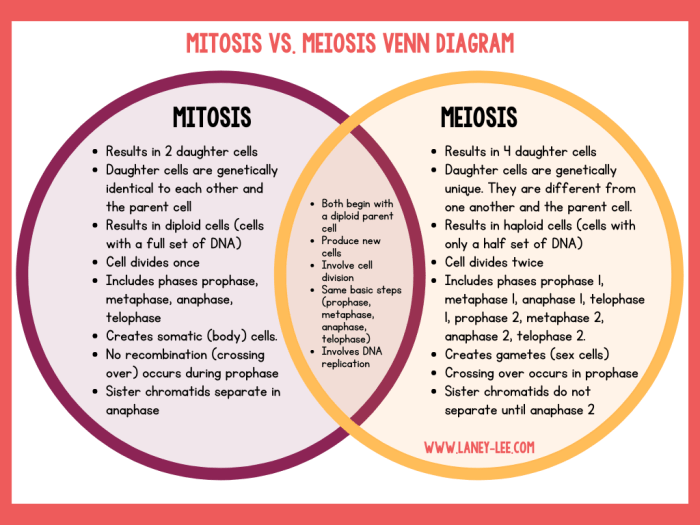 Mitosis meiosis chart comparison pdf