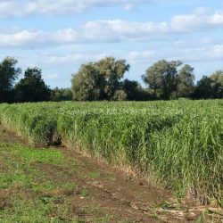 Data nugget growing energy comparing biofuel crop biomass