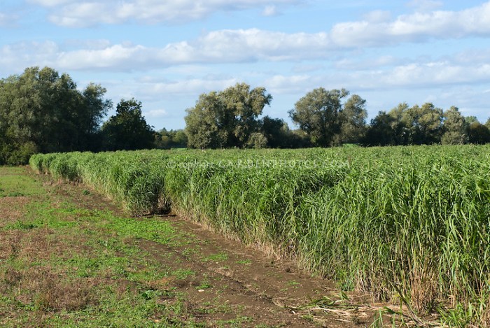 Data nugget growing energy comparing biofuel crop biomass